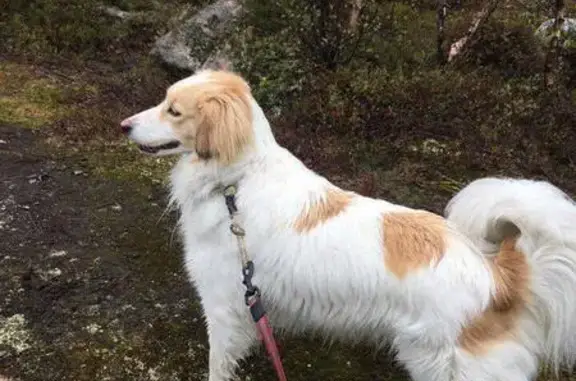 Пропала собака, улица Фролова, 7А, Мурманск - белая с рыжими пятнами - photo