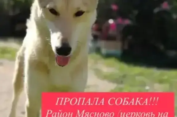 Пропал собака, мужской, Верхняя Краснослободская улица, 8, Тула - photo