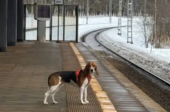 Найдена собака, Красногорск, фото: Найдена собака, Волоколамское шоссе, Красногорск - возможно эстонская гончая