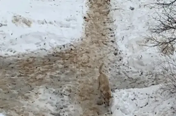 Найденные животные Тамбов, фото: Найден песочный пес, улица Фридриха Энгельса, 27, Тамбов - дворняга с ошейником