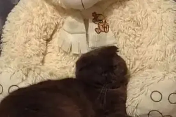 Пропал кот, улица 3-го Интернационала, Навля - вислоухий шоколадного окраса - photo