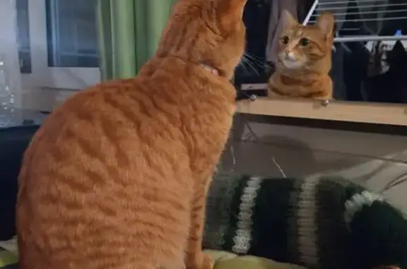 Пропал кот, 46К-1500, Раково, Глебовский - полосато-рыжий с белым подбородком - photo