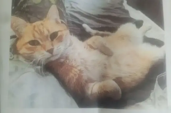 Пропал кот, Ленинградская улица, Салават - рыжий с зелёными глазами - photo