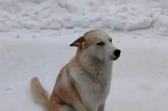 Найденные животные Чебоксары, фото: Найден собака, улица 324-й Стрелковой Дивизии, Чебоксары - кобель рыжего окраса