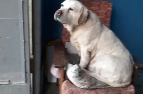 Найдена собака, Волжский, фото: Найден собака, улица Машиностроителей, 1/1, Волжский - лабрадор, бежевый окрас