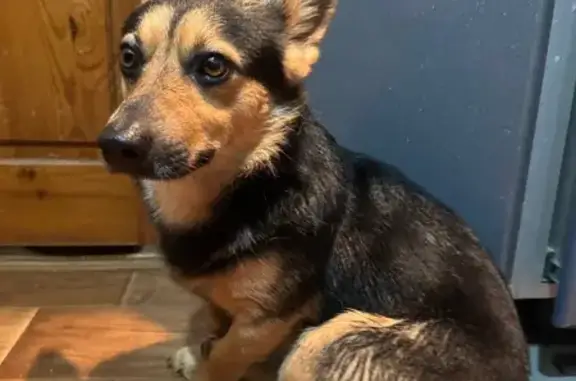 Найдена собака, Владимир, фото: Найден собака, мужской, улица Чайковского, 38, Владимир - маленького размера, спокойный