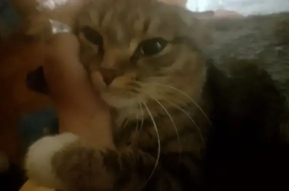 Пропал кот, бульвар Рябикова, Иркутск - полосатый яркой наружности - photo