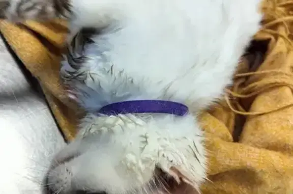 Найденные животные Уфа, фото: Найдена кошка, улица Степана Халтурина, 38, Уфа - белая в фиолетовом ошейнике