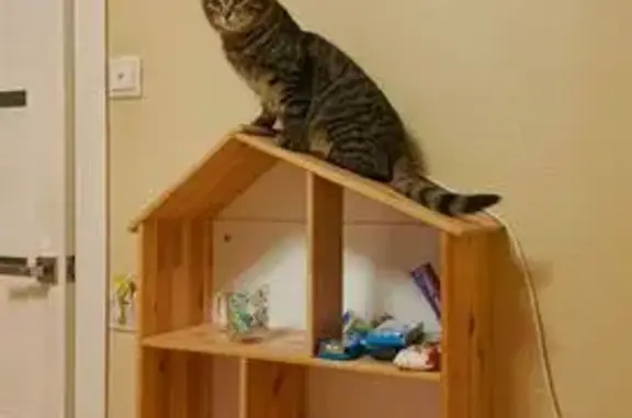 Пропал кот, Большой Железнодорожный проезд, 58, Павловский Посад - котёнок по кличке 