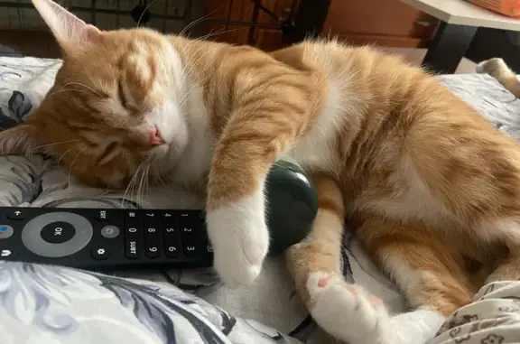 Потерянные животные ец, фото: Пропал кот, улица Ульянова, 24, Городец - рыжий с белыми тапочками