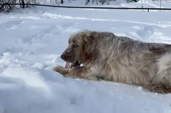 Пропал собака, Увельский, Челябинская область - очень любвеобильный - photo
