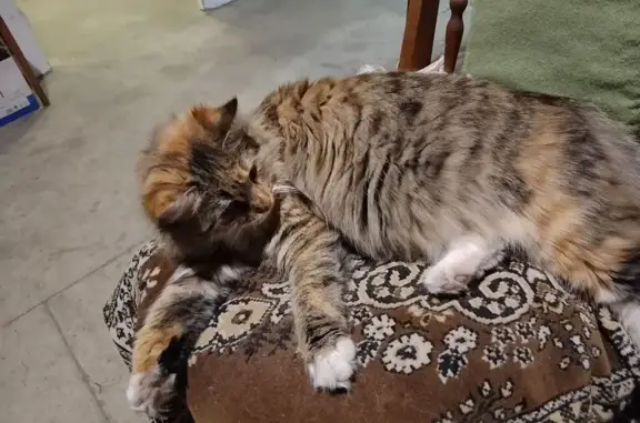 Пропала кошка, Изумрудная улица, Разумное - трёхцветная, молодая - photo