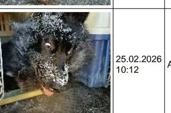 Пропал собака, Амазар, Забайкальский край - чёрный с белыми передними лапами - photo