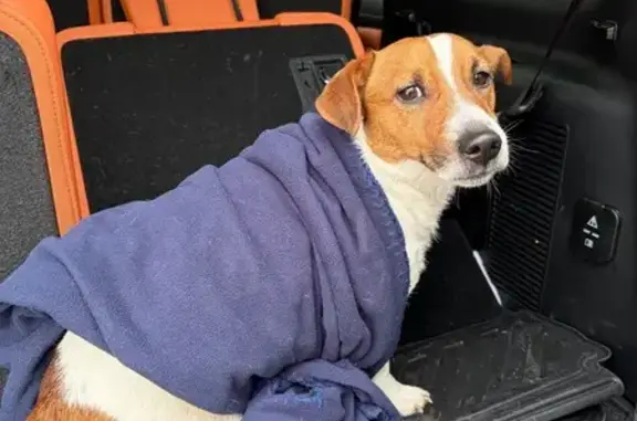 Найдена собака, Троицк, фото: Найден собака, мужской, Капитанская улица, 39, Троицк - Джек-Рассел терьер