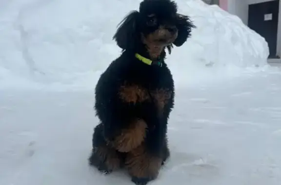 Пропал щенок пуделя, Парковая аллея, 3, Дзержинск - черный с бежевыми лапками - photo