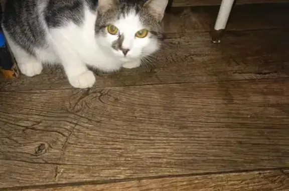 Кошки потеряшки, Тула, фото: Потеряшка кот, улица Кирова, 182, Тула - фиолетовый пластиковый ошейник