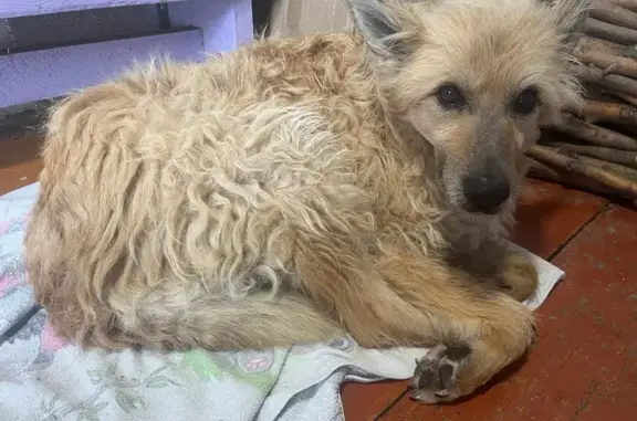 Найденные животные Бугульма, фото: Найдена собака, Бугульма — Лениногорск, Бугульма, хромает на лапу