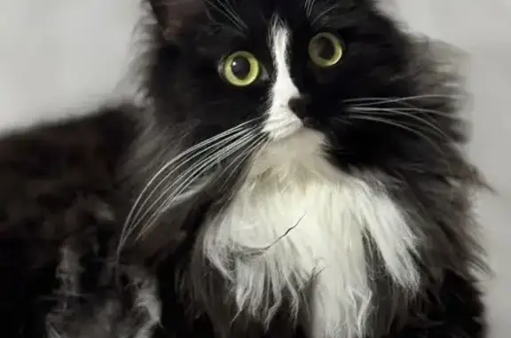 Пропала кошка, улица Свободы, 163 к1, Киров - чёрно-белая пушистая - photo