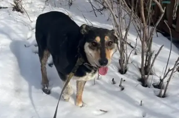 Найдена собака, Волгоград, фото: Найдена собака, Волгоград, Волгоградская область - девочка с голубой биркой