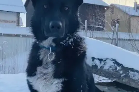 Пропала собака, улица Талькова, 24, Малое Исаково - черный окрас, белая шерстка в виде звезды - photo