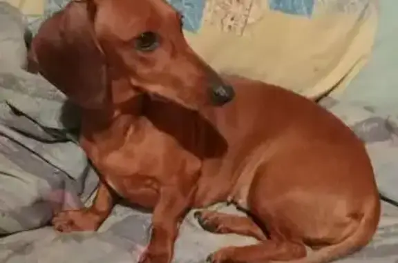 Найдена собака, женский пол, Октябрьская улица, 172, Тула - такса - photo