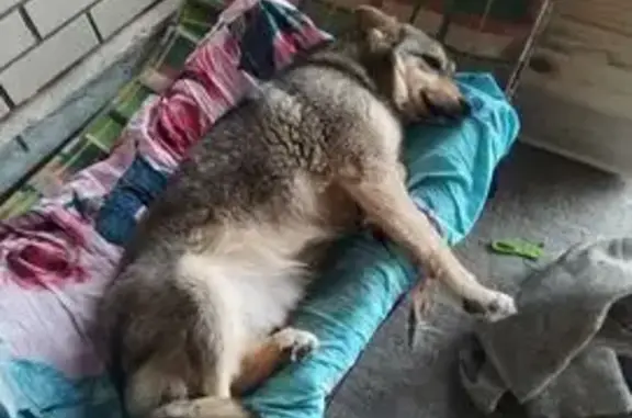 Пропала собака, Барыш — Инза — Карсун — Урено-Карлинское, Инза - коричневая с бежевым животиком - photo