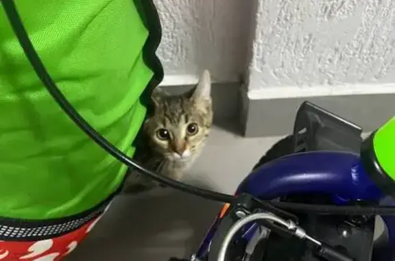 Найдена кошка, Засечное, фото: Найдена кошка, Фонтанная улица, Засечное - сидит третий день