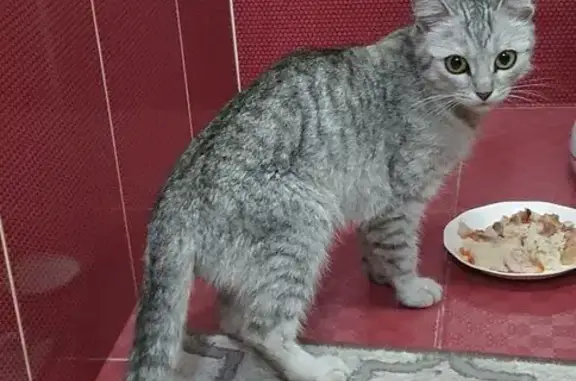 Найдена кошка, Астрахань, фото: Найдена кошка, улица Космонавтов, 18 к1, Астрахань - чистая домашняя воспитанная