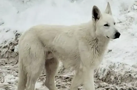 Пропала собака, мужской пол, Степная улица, 82, Ижевск - photo