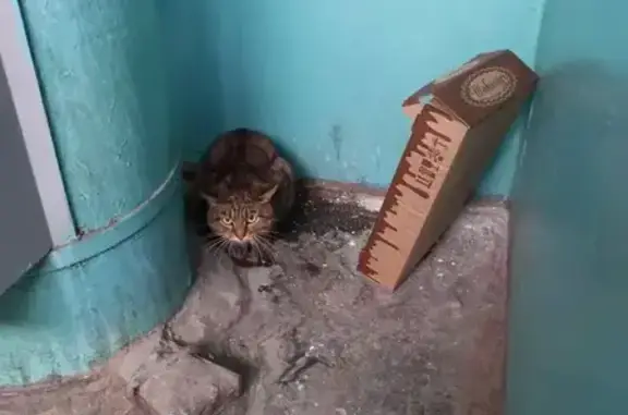 Найдена кошка, Барнаул, фото: Найдена кошка, улица Островского, 4, Барнаул - запуганный питомец