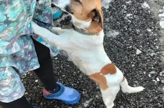 Найдена собака, Волгоград, фото: Найден собака, мужской, Азовская улица, 54, Волгоград