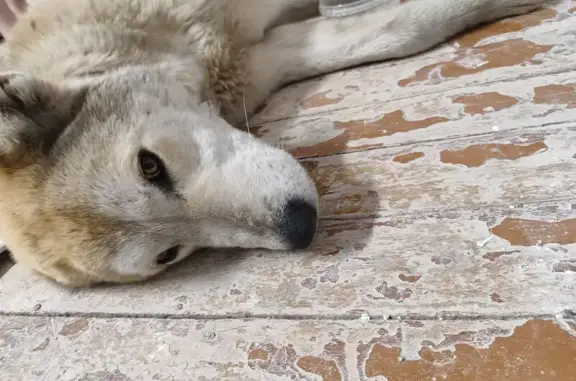 Найденные животные Красноярск, фото: Найден щенок алабая, 1-я Ленинградская улица, 20, Красноярск - с ошейником