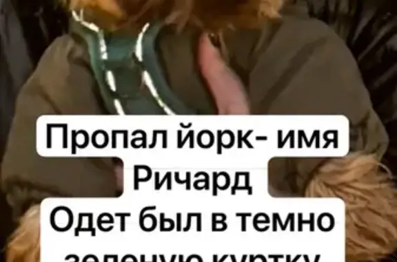 Собаки потеряшки, Биектауское, фото: Потеряшка йорк, мужской, зелёная куртка, Биектауское