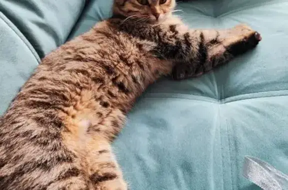 Найдена кошка, Воронеж, фото: Найдена кошка, Никитинская улица, 46, Воронеж - полосатая, домашняя