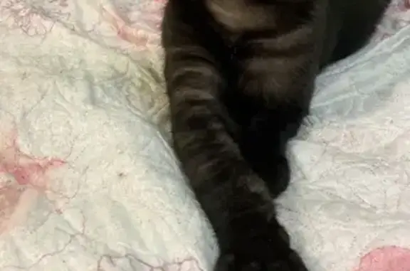 Пропал кот, улица 3-го Интернационала, 11, Майкоп - черный с шоколадным отливом - photo