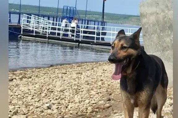 Собаки потеряшки, Балаково, фото: Потеряшка собака, Балаково, Саратовская область - немецкая овчарка, чёрный с рыжим