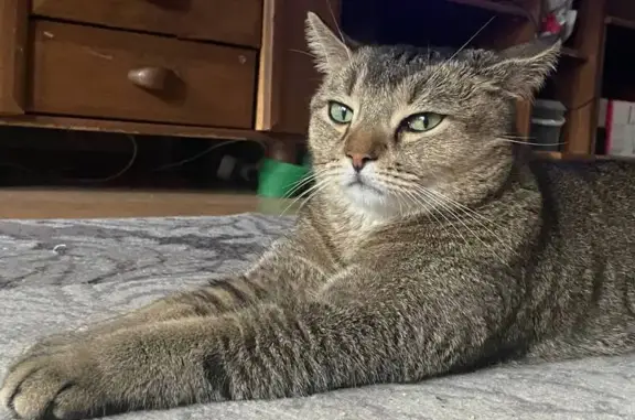 Пропал кот, улица Тихоступа, 4, Новороссийск - метис абиссинки - photo