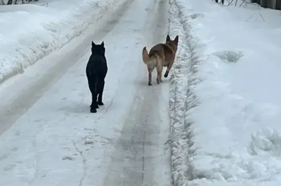 Найдена собака, Одинцово, фото: Найден собака, Одинцово, Московская область - овчарка с ошейником