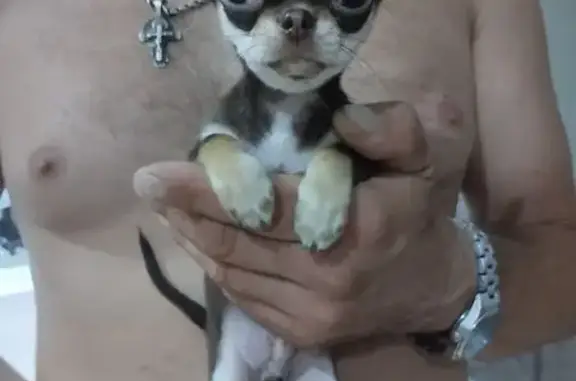 Пропала собака, Ужгородская улица, 3, Нижний Новгород - окрас черно-коричневый - photo