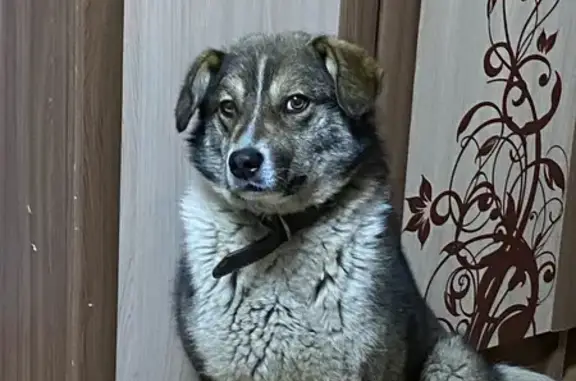 Пропал собака, Зима, Иркутская область - откликается на кличку «Боцман» - photo