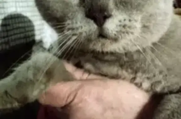 Найдена кошка, Псков, фото: Найден кот, Печорская улица, 7, Псков - ласковый породистый