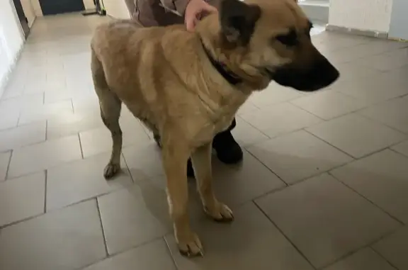 Найдена собака, Волгоград, фото: Найдена собака, Промышленная улица, 8, Волгоград - катается в лифте первого подъезда