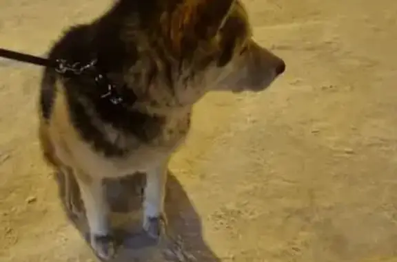 Найденные животные Берёзовский, фото: Найден собака, мужской, Александровский проспект, 7, Берёзовский - помесь овчарки и хаски