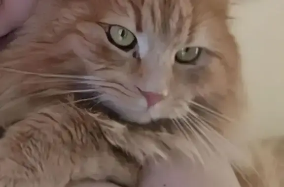 Кошки потеряшки, Дергаево, фото: Потеряшка кот, улица Центральная, 52/1, Дергаево - рыжий, пушистый, худенький