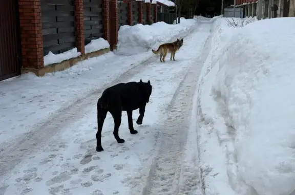 Найдена собака, Лапино, фото: Найдена собака, Лапино, Московская область - две собаки похожи на овчарку и кане-корсо