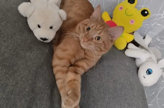 Пропала кошка, улица Гагарина, 13, Дегтярск - photo