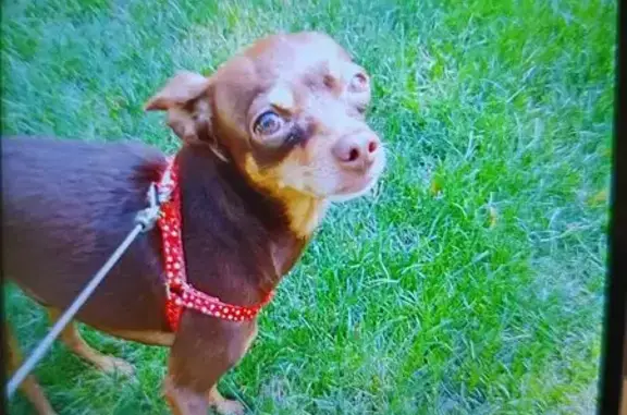 Пропала собака, Университетский переулок, 54, Ростов-на-Дону - маленький, коричневый окрас - photo