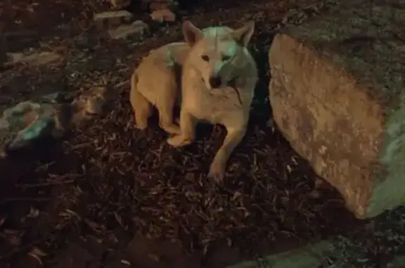 Найденные животные Красноярск, фото: Найдена собака, проспект Металлургов, Красноярск - светлая с разными по цвету глазами