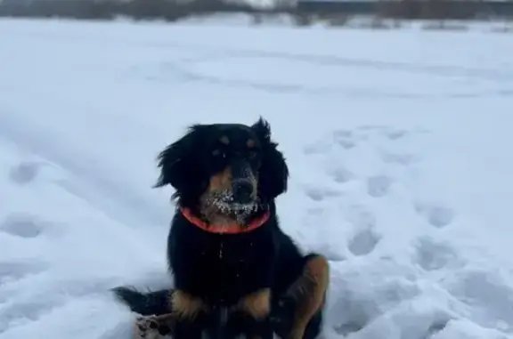 Пропал собака, улица Ивана Севастьянова, Новосибирск - черный с коричневым, ошейник и адресник - photo