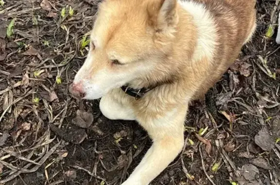 Найдена собака, Ульяновск, фото: Найдена собака, проезд Менделеева, 5, Ульяновск - грустная, лежит весь день